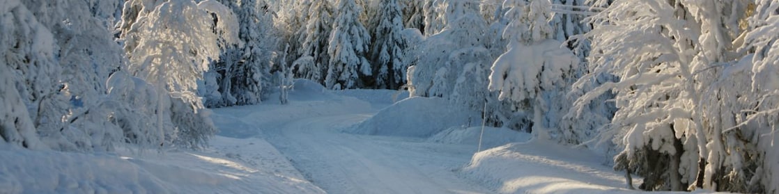 Winter forest road landscape