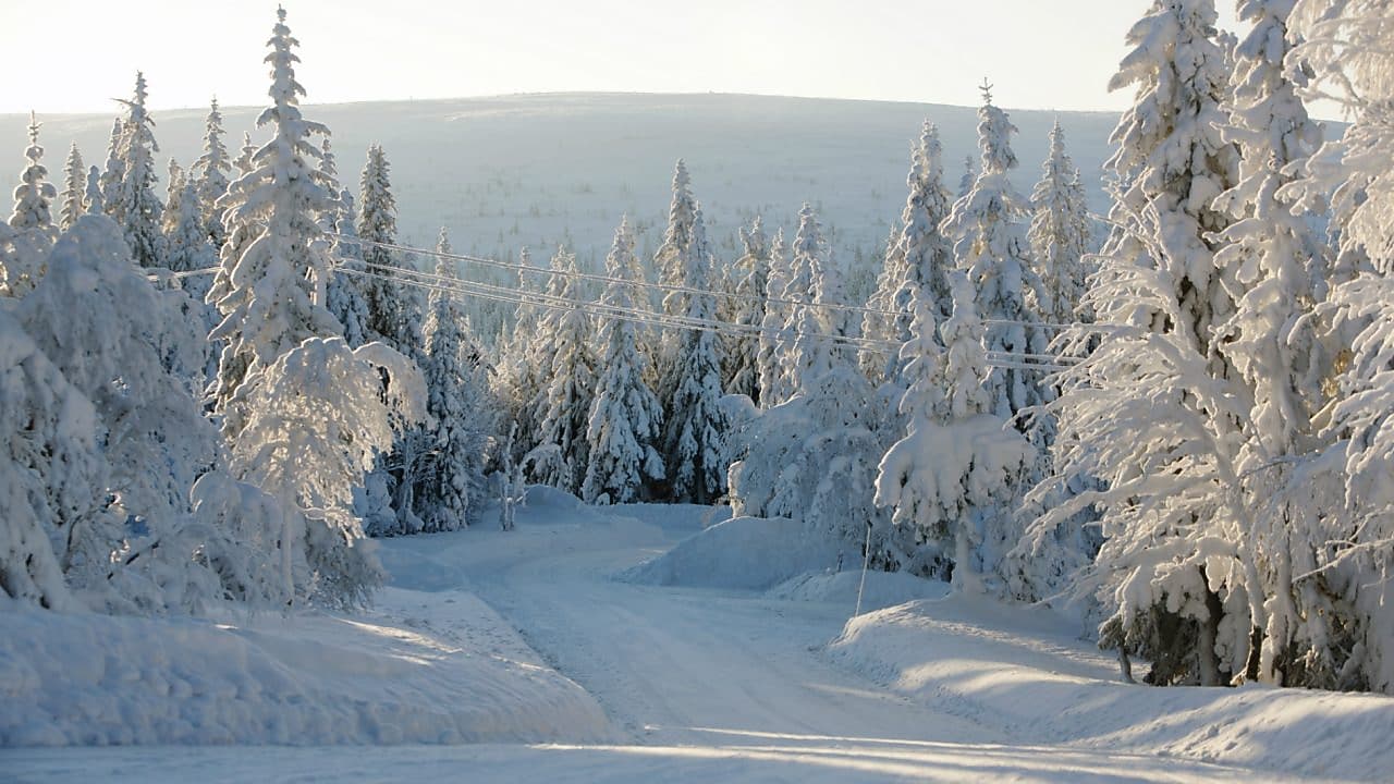 Winter forest road landscape