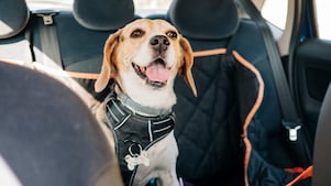 dog in car