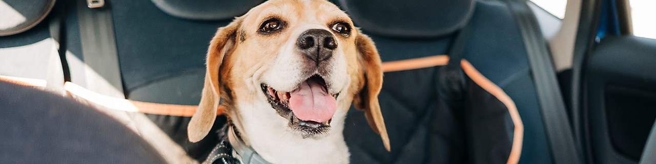 dog in car